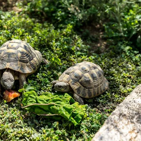 La Maison Des مينتون