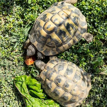 La Maison Des * מנטון