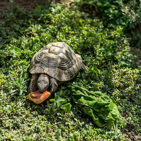 La Maison Des Μεντόν